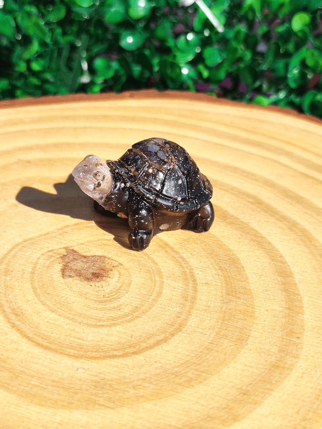 Tortue terrestre
