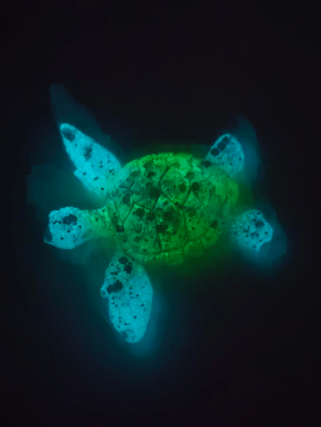 Tortue de mer 
