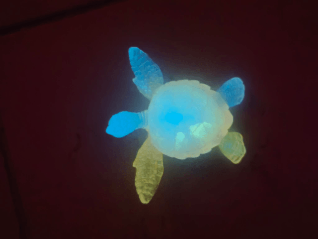 Tortue de mer